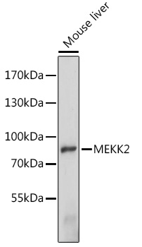 Anti-MEKK2 Antibody