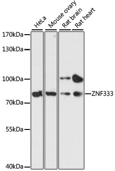 Anti-ZNF333 Antibody