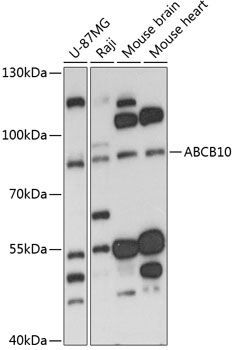 Anti-ABCB10 Antibody