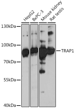 Anti-TRAP1 Antibody