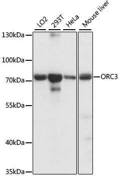 Anti-ORC3 Antibody