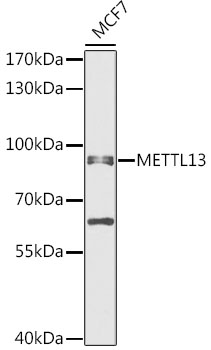 Anti-METTL13 Antibody