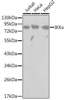 Anti-IKK alpha Antibody