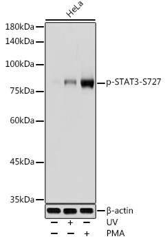 Anti-STAT3 (phospho Ser727) Antibody