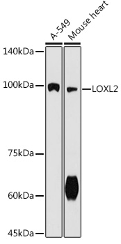Anti-LOXL2 Antibody