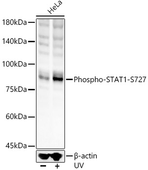 Anti-STAT1 (phospho Ser727) Antibody