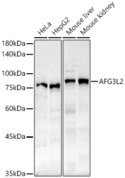 Anti-AFG3L2 Antibody