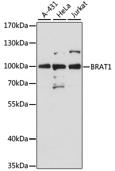 Anti-BRAT1 Antibody