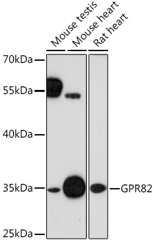 Anti-GPR82 Antibody
