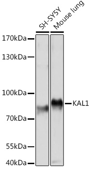 Anti-KAL1 Antibody