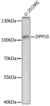 Anti-DPP10 Antibody