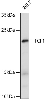 Anti-FCF1 Antibody