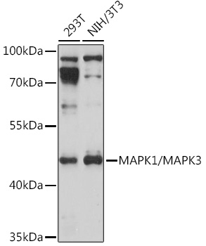 Anti-ERK1 + ERK2 Antibody