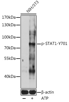 Anti-STAT1 (phospho Tyr701) Antibody