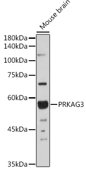 Anti-PRKAG3 Antibody