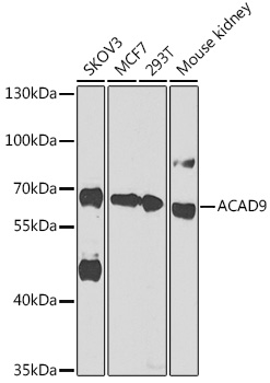 Anti-ACAD9 Antibody