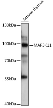 Anti-MLK3 Antibody