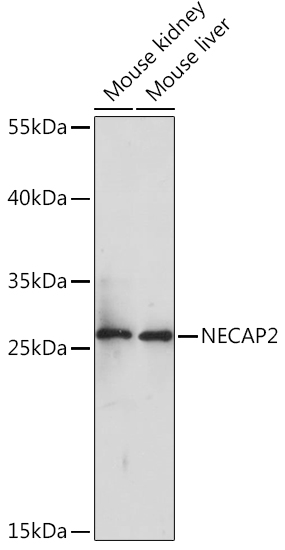 Anti-NECAP2 Antibody