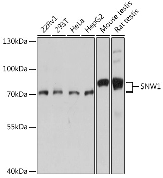 Anti-NCOA62 / SNW1 Antibody
