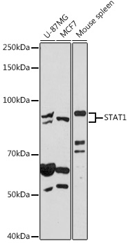 Anti-STAT1 Antibody