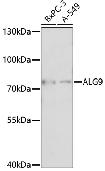 Anti-ALG9 Antibody