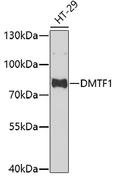 Anti-DMTF1 Antibody