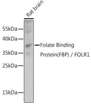 Anti-Folate Binding Protein / FBP Antibody