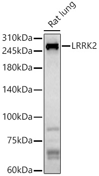 Anti-LRRK2 Antibody