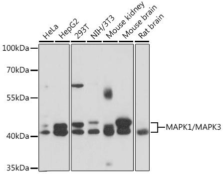 Anti-ERK1 + ERK2 Antibody