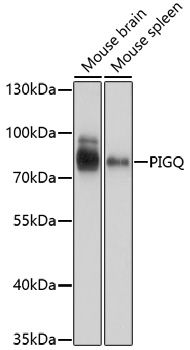 Anti-PIGQ Antibody