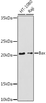 Anti-Bax Antibody