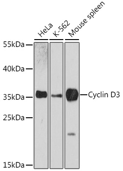 Anti-Cyclin D3 / CCND3 Antibody