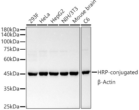 Anti-beta Actin Antibody [ARC5115-01] (HRP)