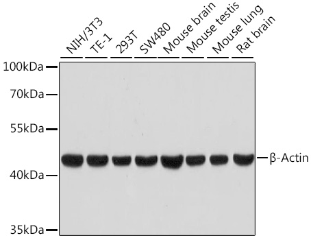 Anti-beta Actin Antibody [ARC5115-01]