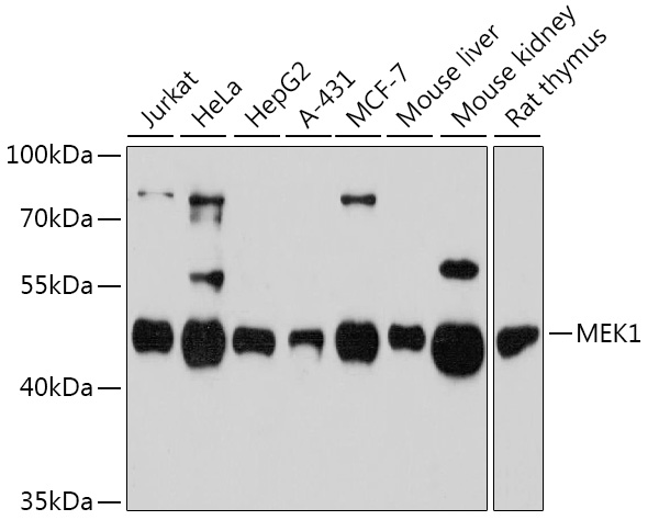 Anti-MEK1 Antibody