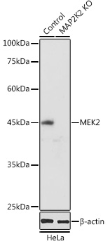 Anti-MEK2 Antibody