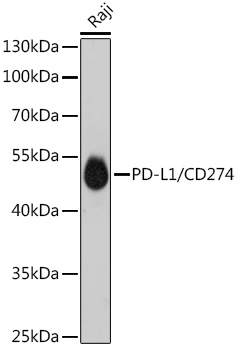 Anti-PD-L1 Antibody [ARC5110-01]