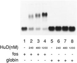 Recombinant HuD Protein