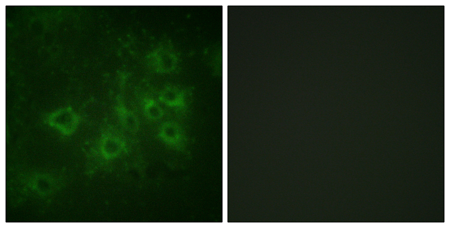 Anti-Synapsin1 (phospho Ser605) Antibody