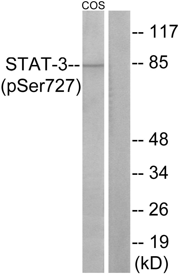 Anti-STAT3 (phospho Ser727) Antibody - Identical to Abcam (ab131103)