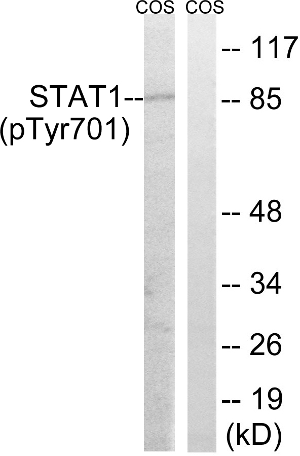 Anti-STAT1 (phospho Tyr701) Antibody - Identical to Abcam (ab30645)