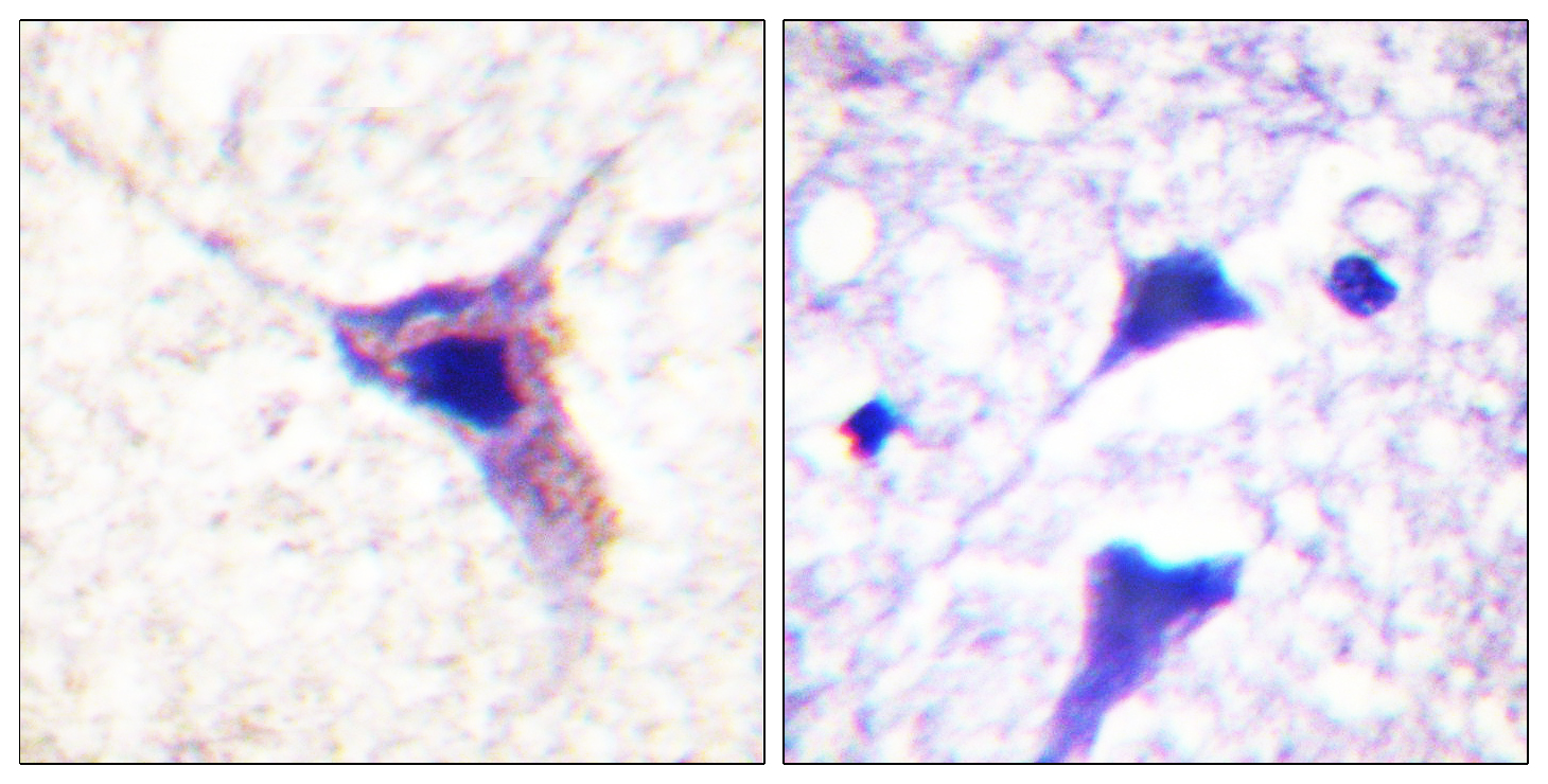 Anti-Synapsin1 (phospho Ser62) Antibody