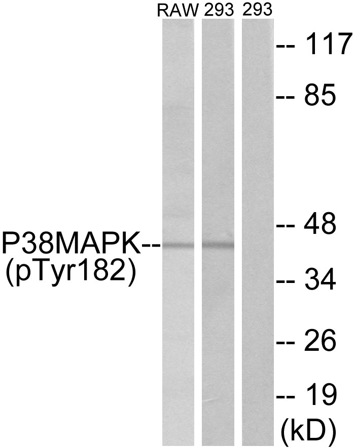 Anti-p38 MAPK (phospho Tyr182) Antibody