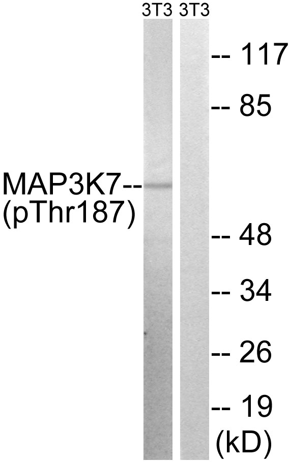 Anti-MAP3K7 (phospho Thr187) Antibody