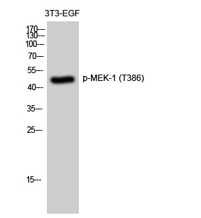 Anti-MAP2K1 (phospho Thr386) Antibody