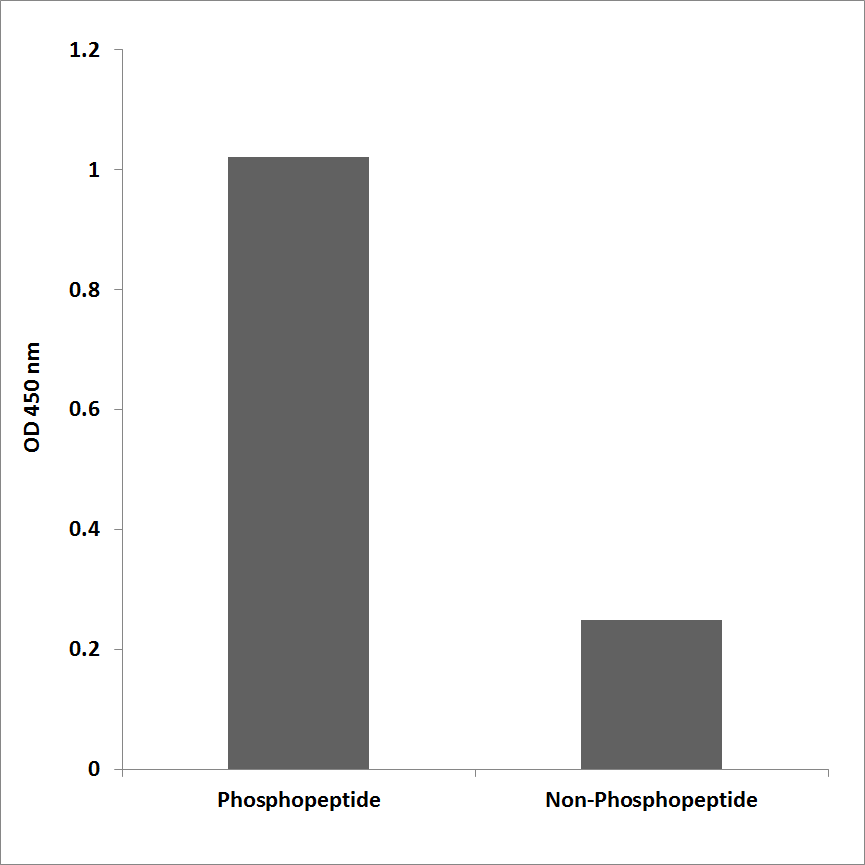 Anti-MAP2K1 (phospho Thr386) Antibody