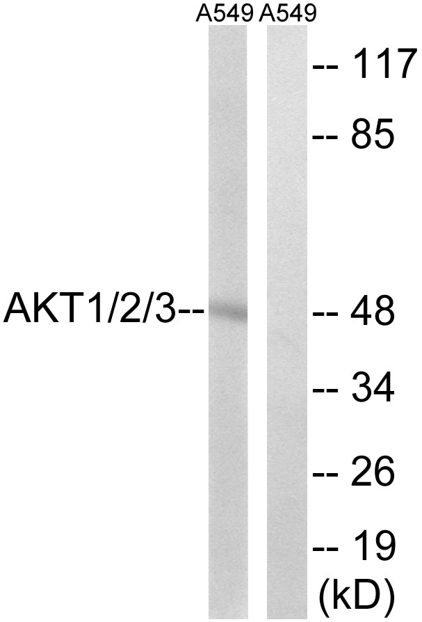 Anti-AKT1 + AKT2 + AKT3 Antibody