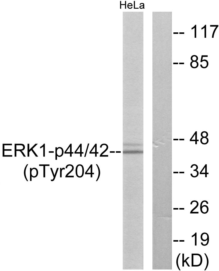 Anti-p44/42 MAP Kinase (phospho Tyr204) Antibody