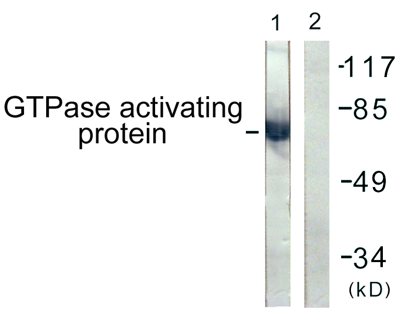 Anti-GTPase Activating Protein Antibody