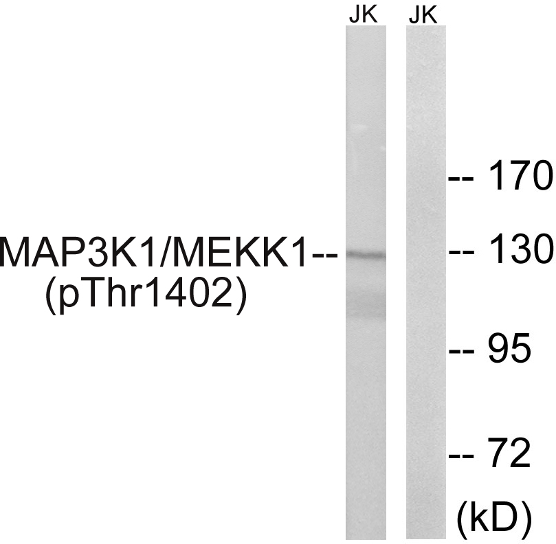 Anti-MAP3K1 (phospho Thr1402) Antibody